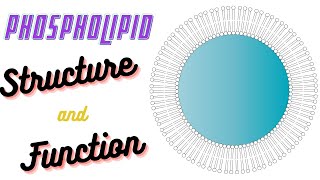 Phospholipids Structure and Function  Phospholipid in Cell Membrane  Biochem Basics [upl. by Annairba]