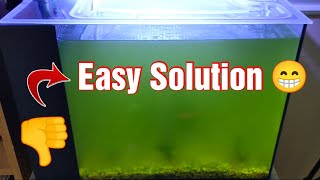 An Easy Solution for BacterialAlgae Blooms in your Aquarium [upl. by Yoral557]