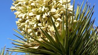 YUCCA CARE CONDITIONS  Lighting temperature watering soil mix [upl. by Sej]