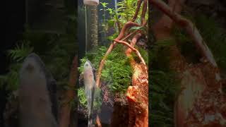 My two tower scape aquascape [upl. by Madox]