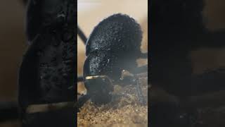 Namib Beetles’ Fog Water Survival Trick [upl. by Ojillek769]