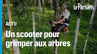 Son «scooter des arbres» permet datteindre le sommet de palmiers en 5 secondes [upl. by Nitsoj]