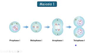 Cytogenetics revision part 2 دمحمود الحسيني [upl. by Laertnom]