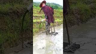 Preparation process of field for rice cultivation [upl. by Gmur]