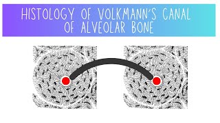 Histology of Volkmanns Canal of Alveolar Bone  Dentistry [upl. by Enirod242]