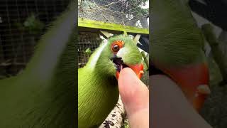 Tame white cheeked turaco bird [upl. by Alyaj]