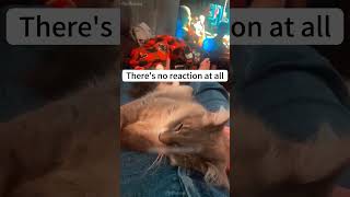 shortvideo cat mycatchannel funny catchannel yourcat funnycats petschannel yourpet [upl. by Aciria]