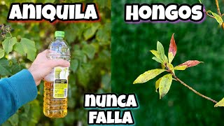 El AGUA que MATA cualquier HONGO de tus PLANTAS Fungicida casero con Vinagre  Jardín [upl. by Heti]