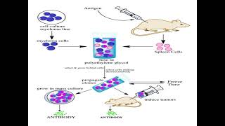 Polyclonal antibodies and monoclonal antibodies  define production advantages disadvantages 😊 [upl. by Je]