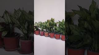 Different colour of Aglaonema plant arumfamily tropical subtropical ornamental indoorplant [upl. by Ezzo]