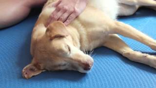 WauTV  Therapeutische Massage beim Hund [upl. by Nnylram]