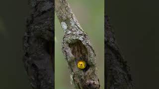 Prothonotary Warbler Checks a Nest  Minute of Wildlife birds wildlife nature [upl. by Inessa]