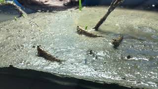 Mudskippers in tidal mudflat aquarium [upl. by Yaras]