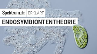 Endosymbiontentheorie  Spektrum erklärt [upl. by Phene265]