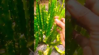 தாகம் தீர்க்கும் கள்ளி முளையான்  caralluma adscendens  Caralluma fimbriata [upl. by Erdda]