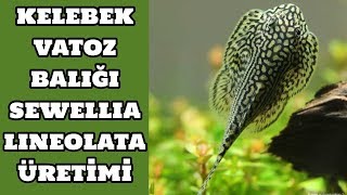 Kelebek Vatoz Sewellia Lineolata Üretimi [upl. by Moberg440]