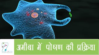 अमीबा में पोषण की प्रक्रिया  Nutrition in Amoeba  Hindi [upl. by Atinnod]