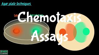 Chemotaxis Assays  Boyden Chamber Method  Transwell Migration Assays [upl. by Kotick]