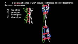 Definitions and examples of Phenotype Heteroplast Genotype Haplotype [upl. by Culosio]