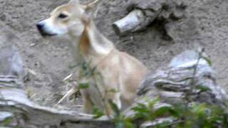 New Guinea Singing Dog [upl. by Isabea461]