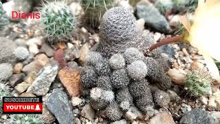 Como cuidar el cactus Rebutia heliosa [upl. by Nivrag]