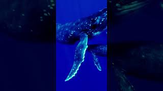 🐋クジラの鳴き声 立体音響🎧 shorts Whale Sound Effects in 3D Audio Will Blow Your Mind [upl. by Akahc]