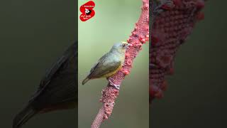 Olivebacked euphonia nice bird viralvideo funnyvideos [upl. by Desimone]