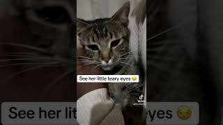 Kitty had a bad day I comforted hercatvideos catlover cat cats trending trendingshorts [upl. by Estes]