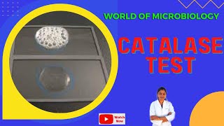 Catalase Test  Tamil  Identification of Bacteria by Biochemical Test  Slide and Tube Test [upl. by Enilarac545]