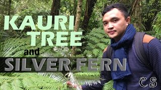 NEW ZEALAND’S KAURI TREE amp SILVER FERN [upl. by Vernice]