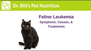 Feline Leukemia  Symptoms Causes amp Treatments  Dr Bills Pet Nutrition  The Vet Is In [upl. by Ydnil710]