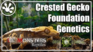 Crested Gecko Foundation Genetics [upl. by Ardaid708]