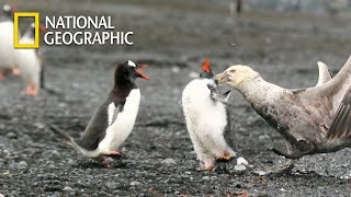 Gentoo Penguin Protecting his Baby from Giant petrel｜National Geographic [upl. by Funk]