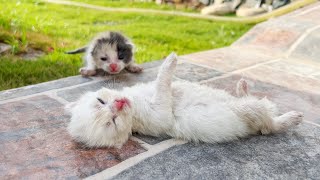 Two dying kittens lay on the warm ground no one could hear them faintly crying for help [upl. by Norret]