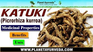 Katuki  Picrorhiza kurroa  Benefits Uses amp Medicinal Properties [upl. by Yengac]