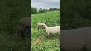 Sheep lamb baaing look at camera and chew grass intensely animal cute funny farm lamb sheep [upl. by Anahsal]