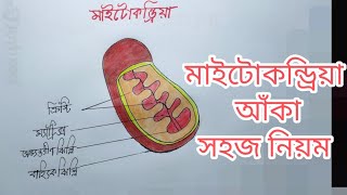 How to draw a Mitochondria easy সপ্তম শ্রেণীর বিজ্ঞান অনুশীলন ব‌ইয়ের ৩৭নংপৃষ্ঠার মাইটোকন্ড্রিয়া [upl. by Robi595]