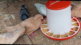 Bird eating food funny animals bird [upl. by Halfdan]