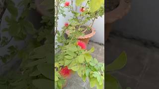 Natures Beauty Bottle Brush❤️manikemagehitheremixnature gardenshortsflowers bottlebrushlove [upl. by Huskey]