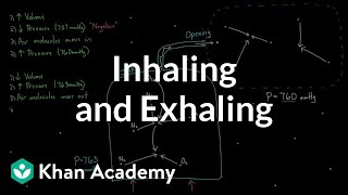 Inhaling and exhaling  Respiratory system physiology  NCLEXRN  Khan Academy [upl. by Swayder]