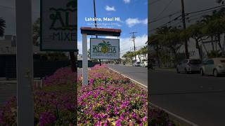 LAHAINA🔥Update Aloha Mixed Plate is OPEN on FRONT STREET maui lahaina lahainafire [upl. by Moss]