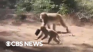 Police warn monkeys escaped from South Carolina research lab still on the loose should be avoided [upl. by Llerat]