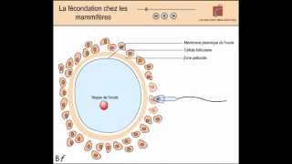 La fécondation chez les mammifères Animation shorts [upl. by Lewiss]