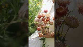 Harvesting vibrant strawflowers to dry strawflower fallflowers flowergarden flowerfarm flowers [upl. by Airekat973]