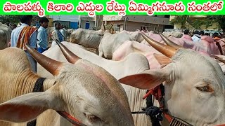 Yemmiganur MarketMilkteeth Khilari bulls Ox priceKhilari CattlesYemmiganur Sunday market [upl. by Aymer420]