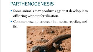 Parthenogenesis  Haploid And Diploid Parthenogenesis  Class 12 [upl. by Idolla624]