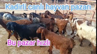 08 ağustos perşembe Kadirli canlı hayvan pazarı livestock sales [upl. by Sugirdor]