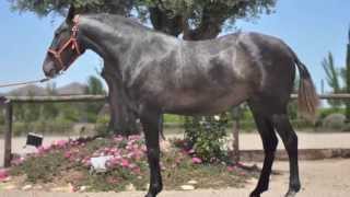 OJALA SU  Andalusian spanish mare  Yeguada susaeta [upl. by Elum]