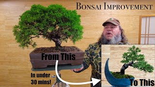 Evergreen Bonsai Improvement  Chinese Juniper  Greenwood Bonsai [upl. by Mehsah]