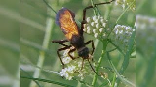 Tarantula vs Tarantula Hawk [upl. by Ibmat]